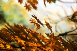 Loslassen im Herbst Shiatsu