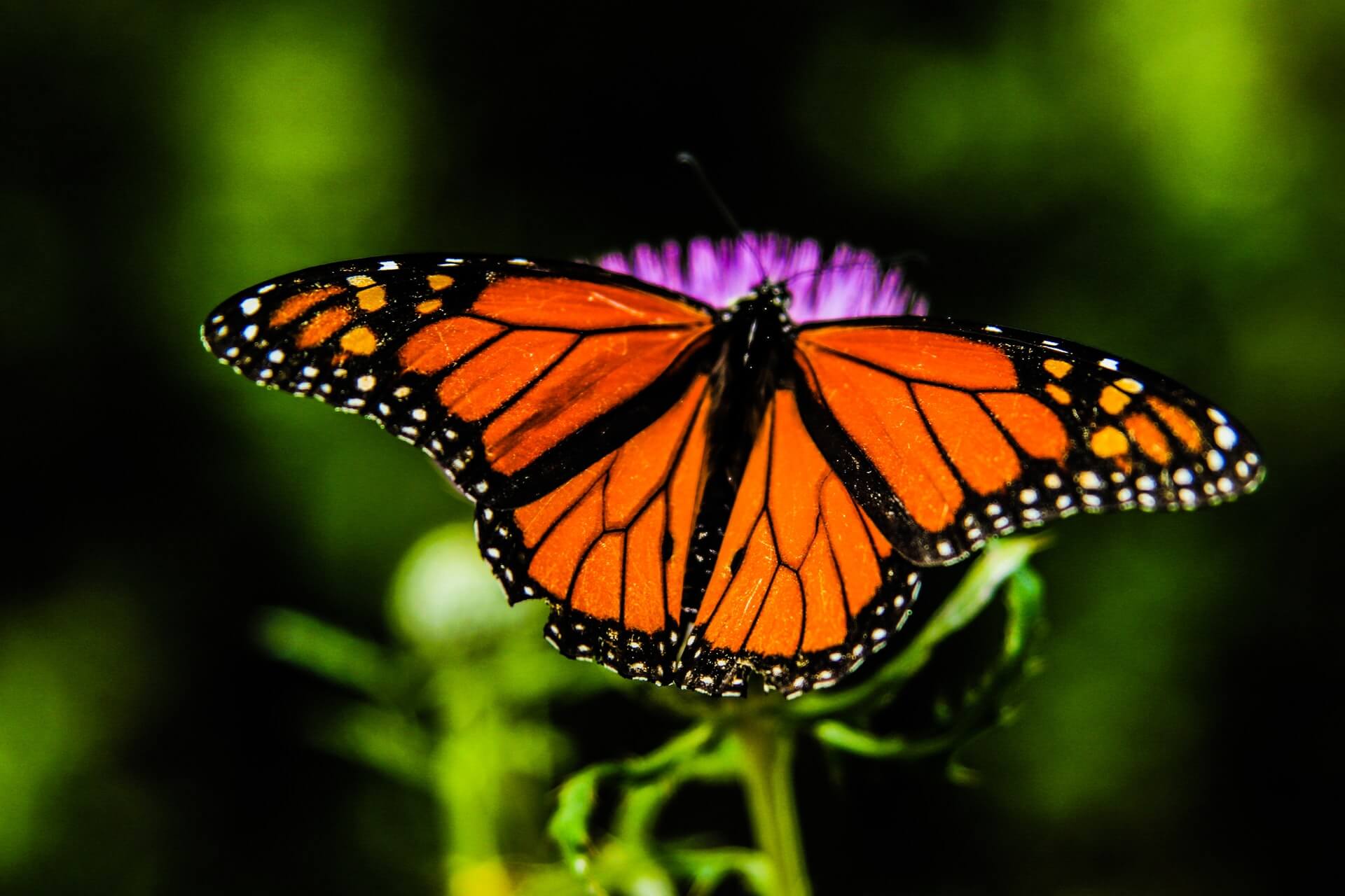 Schmetterling-Kiefer-Nacken-Entspannung